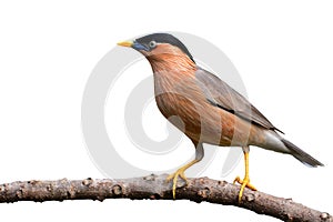 Brahminy Starling bird