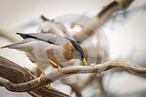 Brahminy starling bird