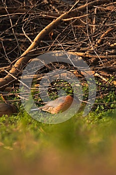 Brahminy starling bird