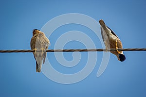 Brahminy starling India