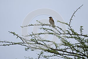 Brahminy starling perched on the babul tree