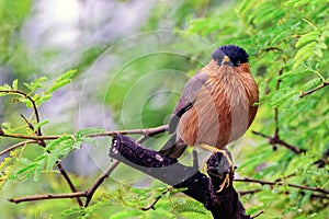 Brahminy Starling perched on a tree branch in Bharatpur, Rajasthan, India.