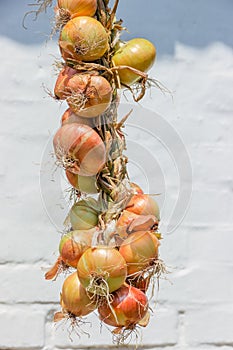 Braided bundle of onions bulbs hanging against the wall