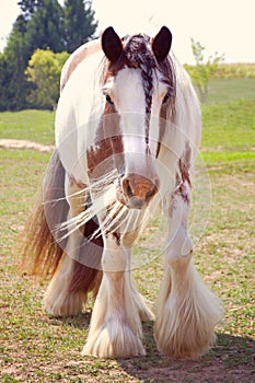 Braided Gypsy Vanner Horse