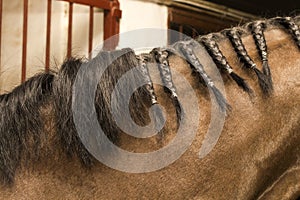 Braided half mane bay horse