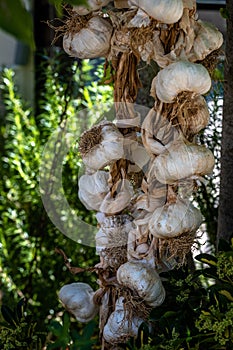 Braided organic raw garlic bulbs. Traditional drying of garlic, Allium sativum. Big garlic braid exposed to sunlight in the garden