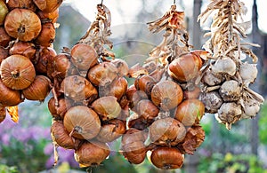 Braided ripe onions and garlic