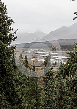 A braided river is framed with Conifer Pines and mountains.
