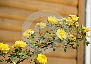 Climbing yellow roses against a log wall on blurred background, Persian Yellow, Foetida Persiana photo