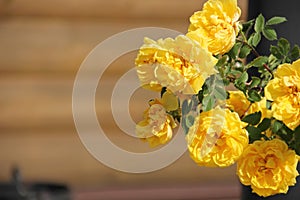 Climbing yellow roses against a log wall on blurred background, Persian Yellow, Foetida Persiana photo