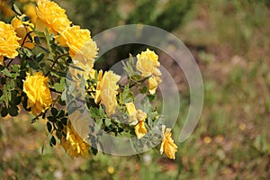 Climbing yellow roses closeup on blurred background, Persian Yellow, Foetida Persiana photo