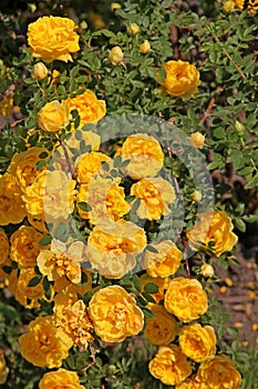 Climbing yellow roses closeup, Persian Yellow, Foetida Persiana photo