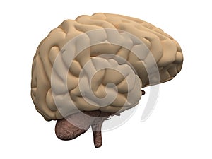 Brain
