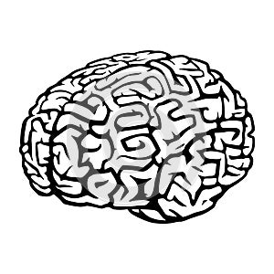 Brain