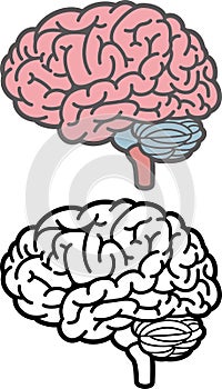 Brain