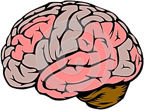 Brain