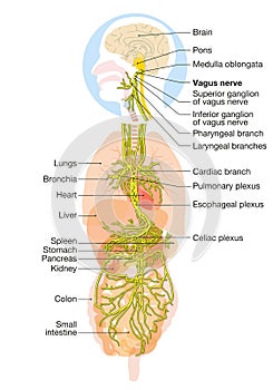 Brain with activated vagus nerve and human organs, medically Illustration