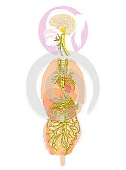 Brain with activated vagus nerve and human organs, medically Illustration