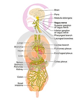 Brain with activated vagus nerve and human organs, medically Illustration