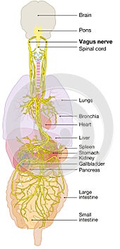 Brain with activated vagus nerve, medically Illustration