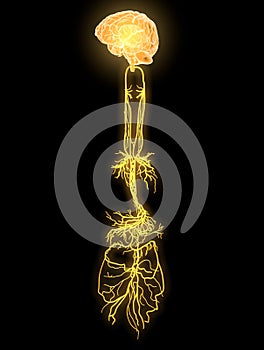 Brain with activated vagus nerve, medically Illustration