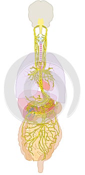 Brain with activated vagus nerve, medically Illustration