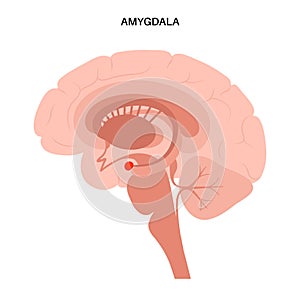 Brain amygdala anatomy photo