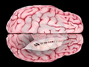 The brain anatomy