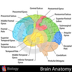 Brain Anatomy