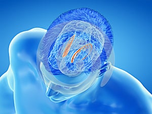 the brain anatomy - the caudate nucleus