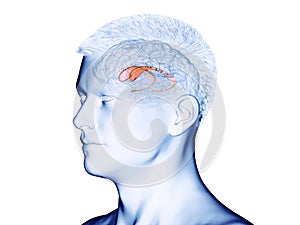 The brain anatomy - the caudate nucleus