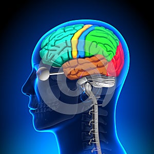 Brain Anatomy - Color parts