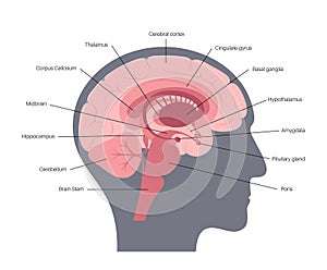 Brain anatomy concept photo