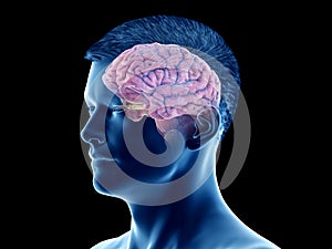 the brain anatomy - the cortex