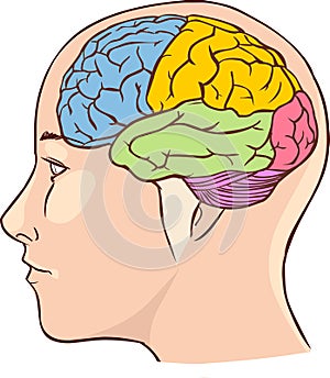 Brain anatomy diagram with sectioned in different colours