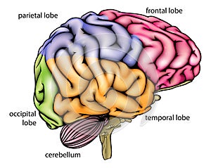 Brain anatomy diagram