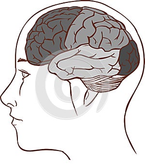 Brain anatomy diagram with sectioned in different colours and named (black and white)