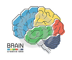 Brain anatomy with flat color design and outline stroke . Frontal Parietal Temporal Occipital lobe Cerebellum and Brainstem . photo