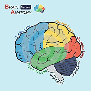 Brain anatomy ( Flat design ) ( Frontal lobe , Temporal Lobe , Parietal Lobe , Occipital Lobe , Cerebellum , Brain stem ) photo