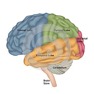 Brain anatomy. Human brain lateral view. Illustration isolated o