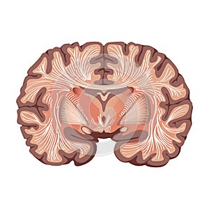 Brain anatomy Human brain lateral view. Illustration isolated on white background.