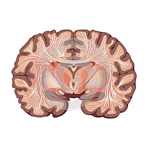 Brain anatomy Human brain lateral view. Illustration isolated on white background. photo