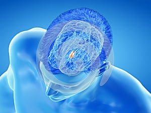 The brain anatomy - the hypothalamus