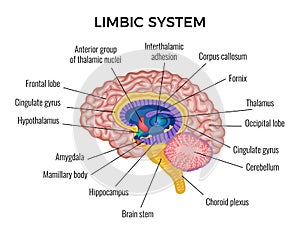 Brain Anatomy Infographics Illustration photo