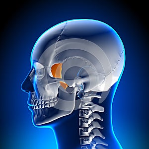 Brain Anatomy - Lacrimal bone