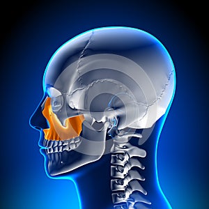 Brain Anatomy - Maxilla photo