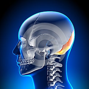 Brain Anatomy - Occipital Bone