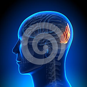 Brain Anatomy - Occipital lobe photo