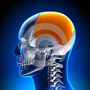 Brain Anatomy - Parietal lobe photo