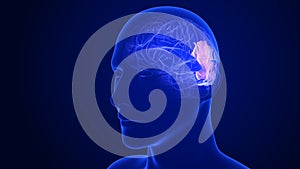 Cerebro lóbulos.  una imagen tridimensional creada usando un modelo de computadora 
